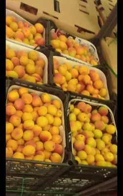 Apricot