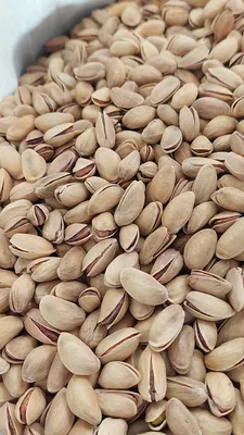 Pistachio – Round
