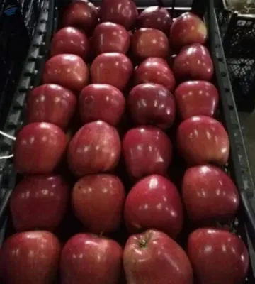 Fresh Red Apple From Turkey